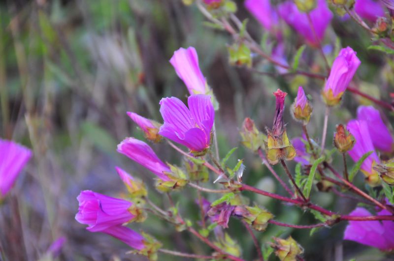 pianta dai fiori rosa acceso - Malope malacoides